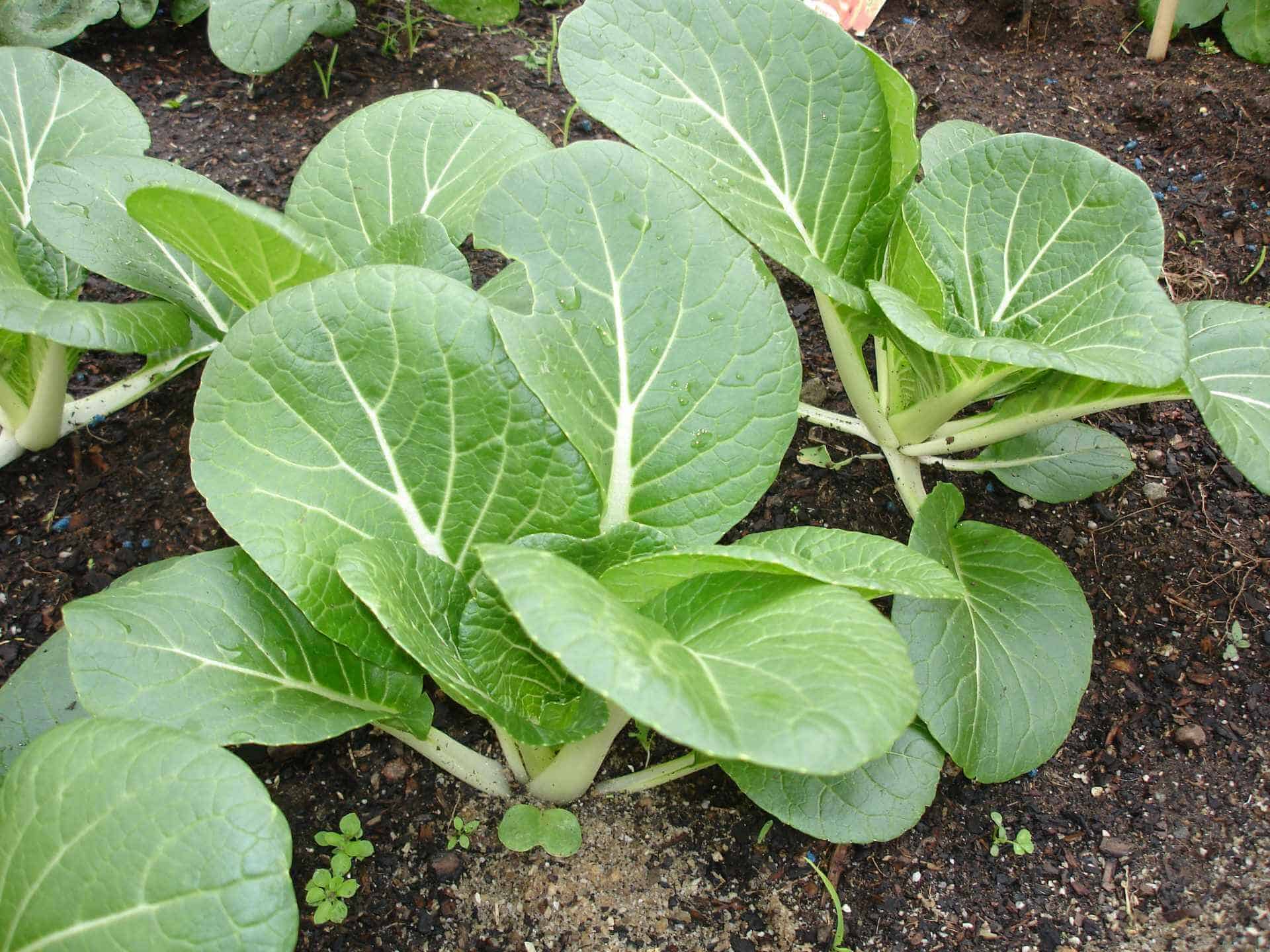 Easiest vegetables to grow bok choy Easiest vegetables to grow bok choy