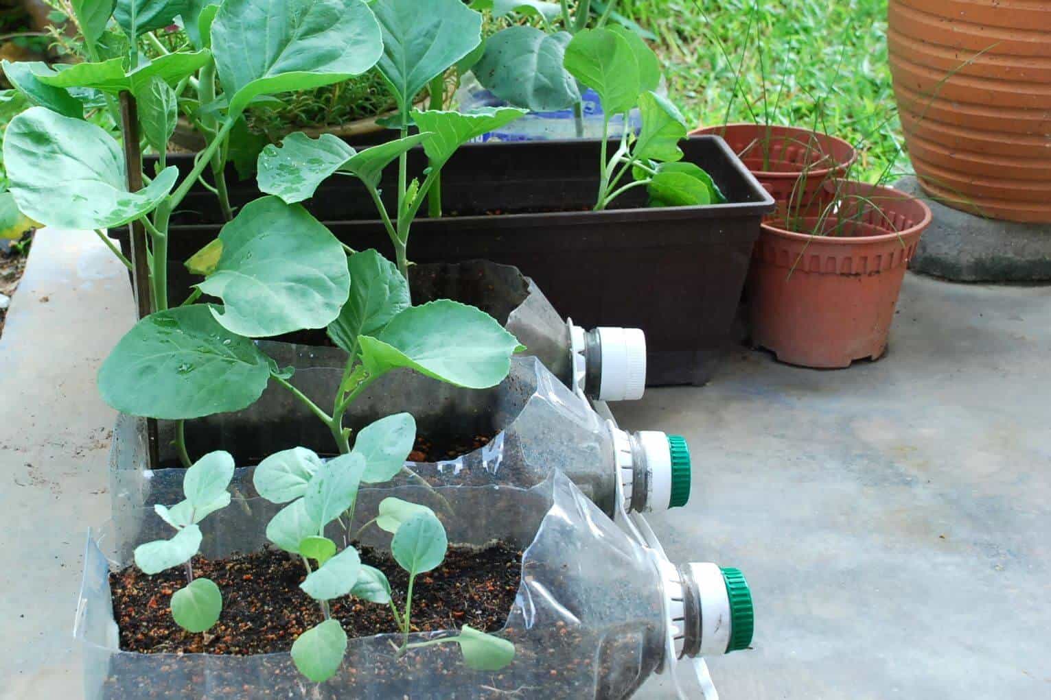 Easiest vegetables to grow kale Easiest vegetables to grow kale