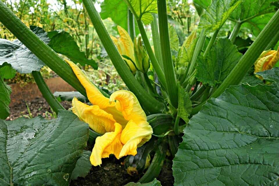 Easiest vegetables to grow zucchini Easiest vegetables to grow