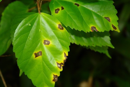 Hibiscus plant care bacterial leaf spot Hibiscus plant care bacterial leaf spot