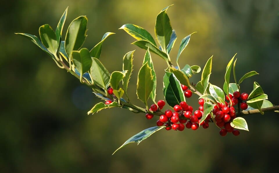 Berries in Agribusiness