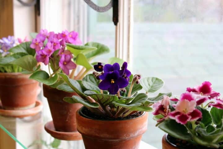 African violet care sunlight African violet Care: How to make your AVs Bloom