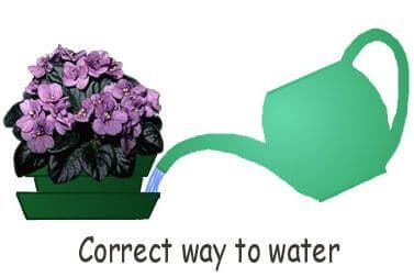 African violet care watering African violet Care: How to make your AVs Bloom