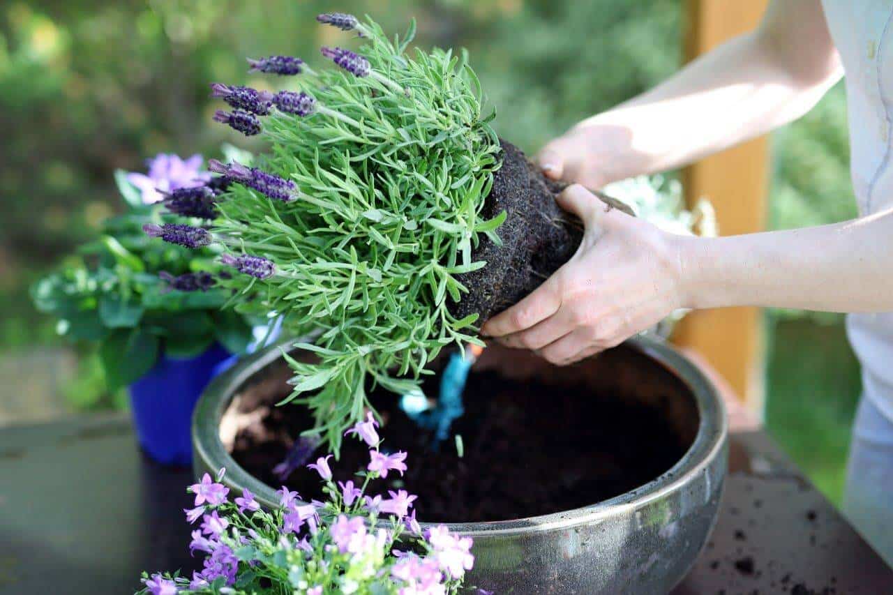 Growing lavender in pots planting 7 Easy Steps in Growing Lavender in Pots