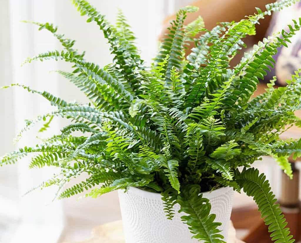 Boston-fern 19 Bathroom Plants that Absorb Moisture