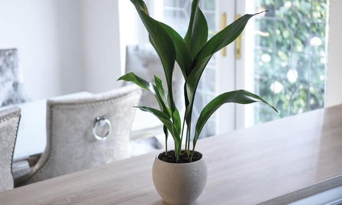 Cast iron plant 19 Bathroom Plants that Absorb Moisture