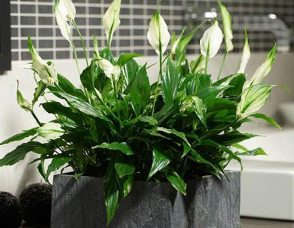Peace-Lily 19 Bathroom Plants that Absorb Moisture