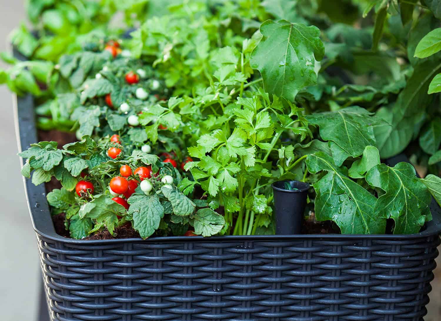Two Gardeners Same Skill But This Lady With Keter Raised Garden Planter Hort Zone