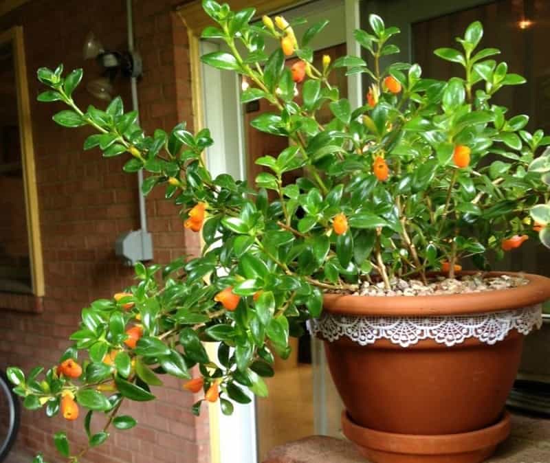 Indoor flowering plants - guppy plant