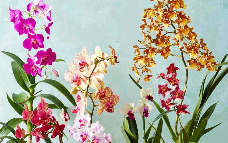 Indoor flowering plants - orchids Indoor flowering plants - orchids