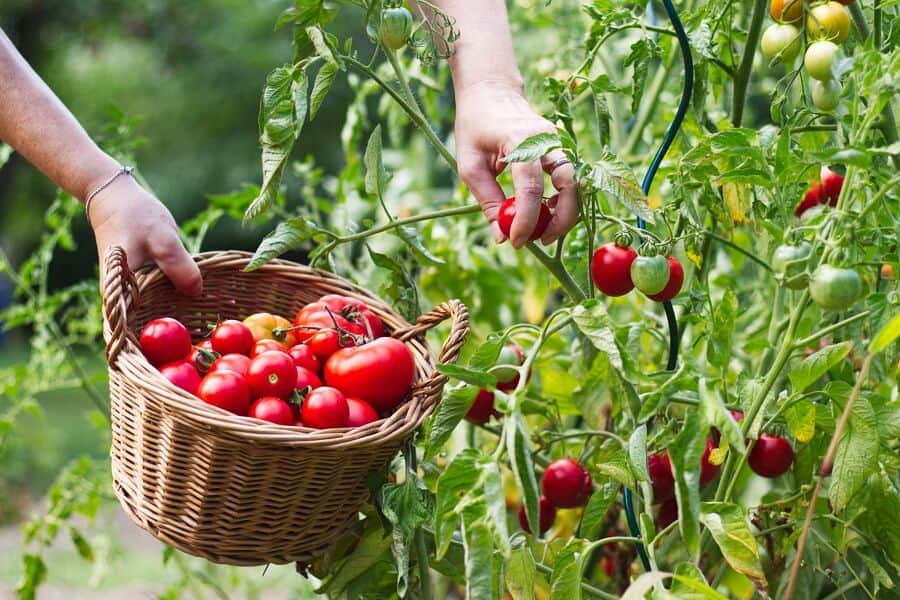Vegetable garden tomato How to start a garden - a tomato vegetable garden