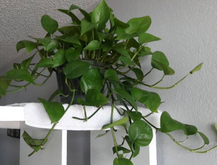 Jade pothos