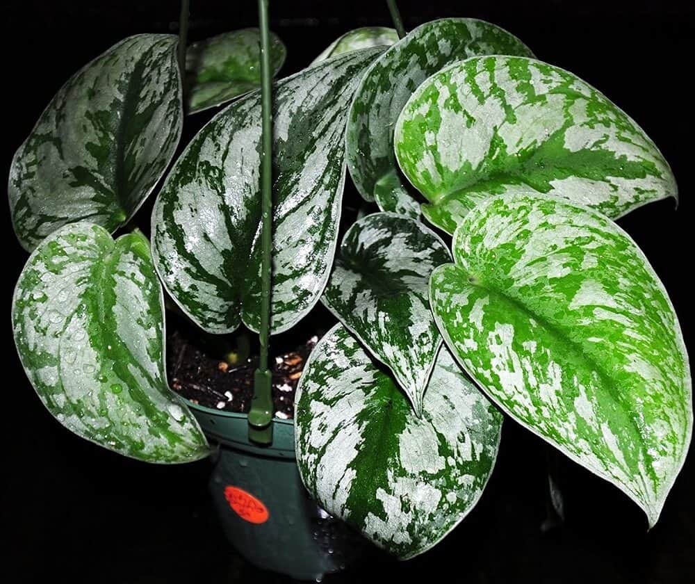 Silver Satin Pothos pothos plant care - silver satin