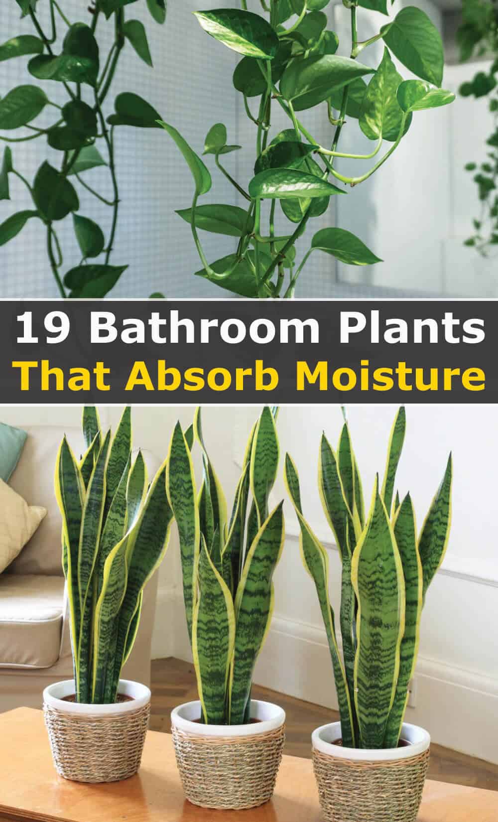 19 Bathroom Plants that Absorb Moisture | Hort Zone