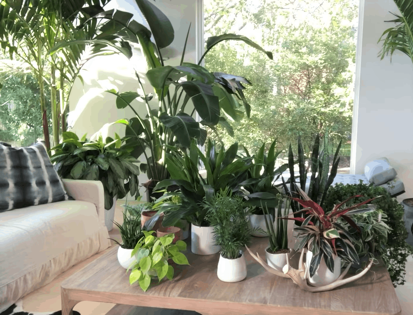 Hort Zone — 21 Best Large Indoor Plants for Styling Your Home
