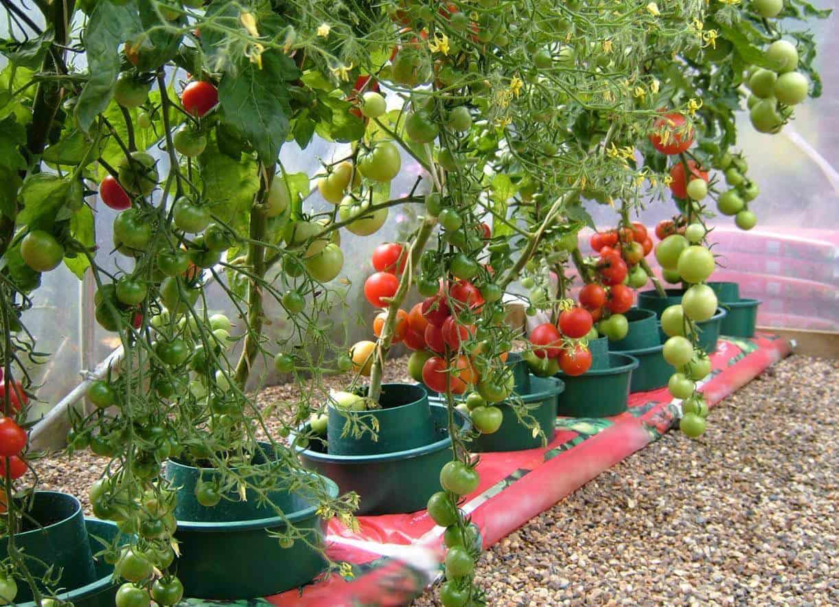Best Soil For Tomatoes In Pots And Raised Beds In 2021 Hort Zone
