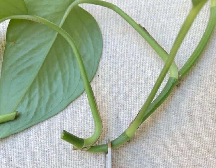 How to make pothos cutting for propagation how to propagate pothos - making the cuttings