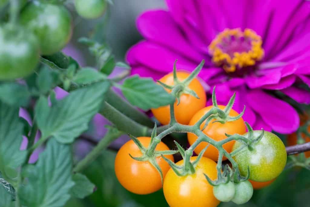 13 Best Companion Plants for Tomatoes Hort Zone