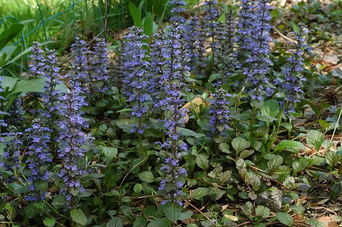 Carpet Bugle Ajuga ground cover plants