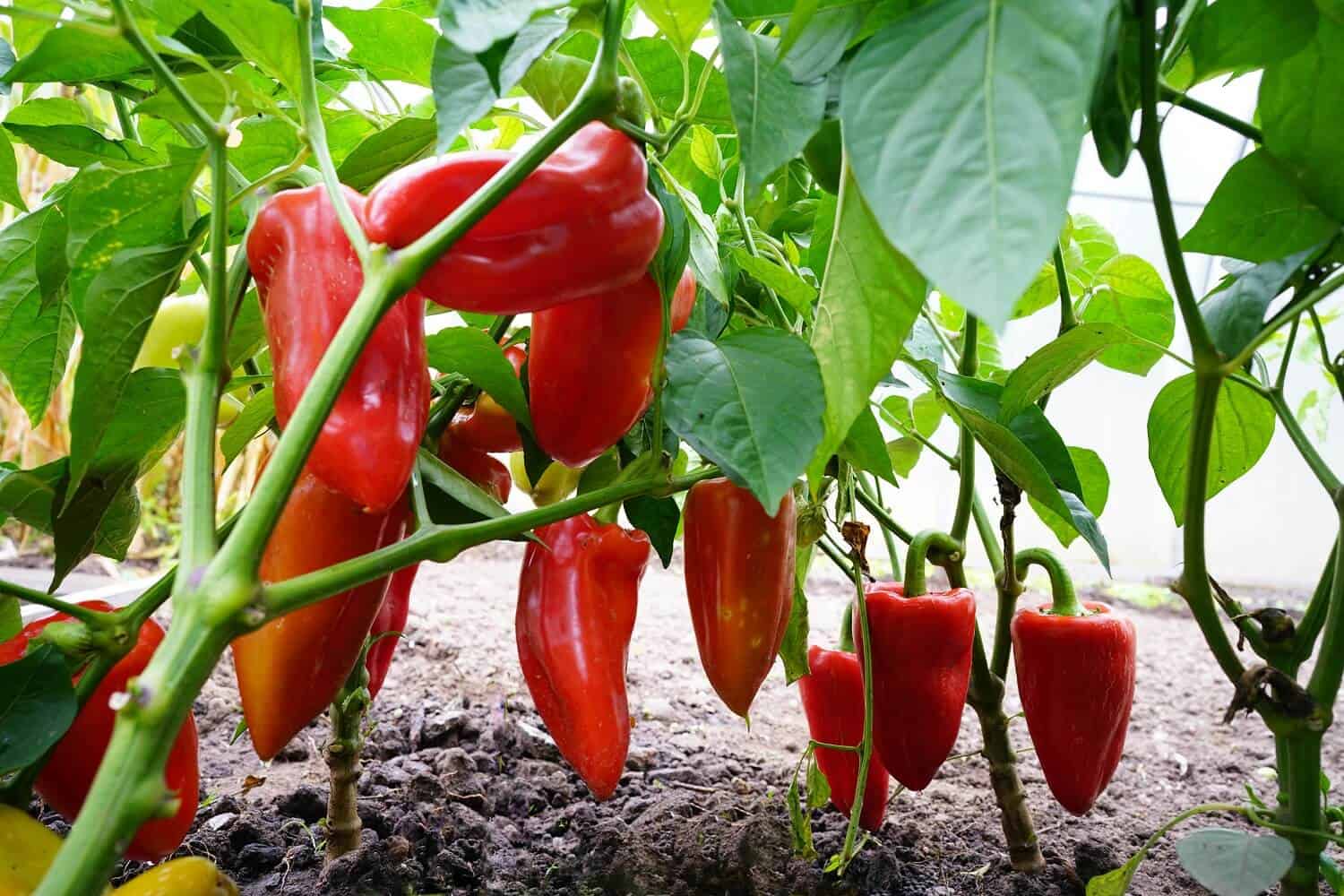 15 Types of Pepper Plants to Grow in Your Garden Hort Zone