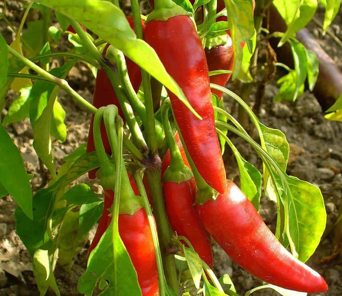 Cayenne Pepper types of pepper plants