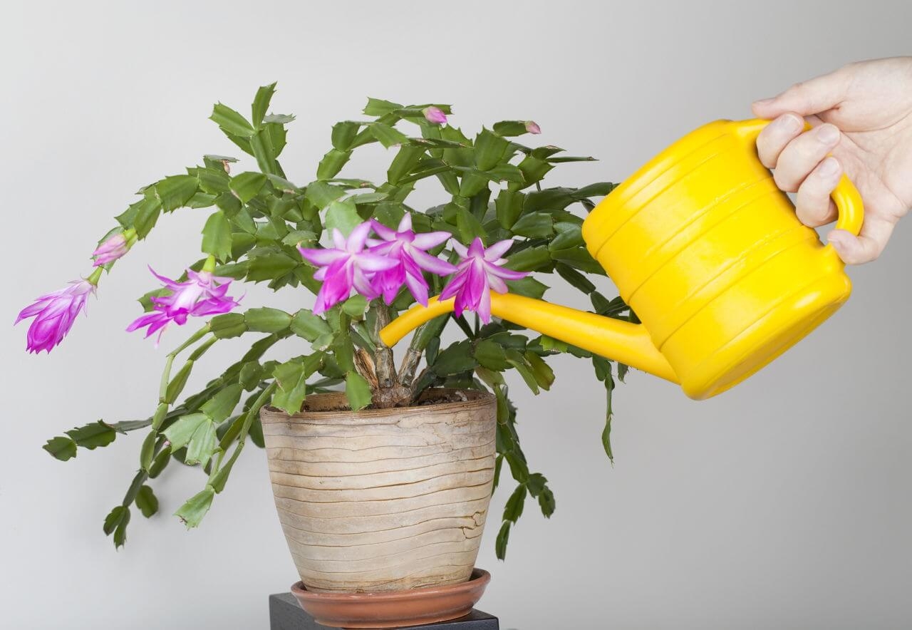 How to Water Potted Plants and Keep them Happy