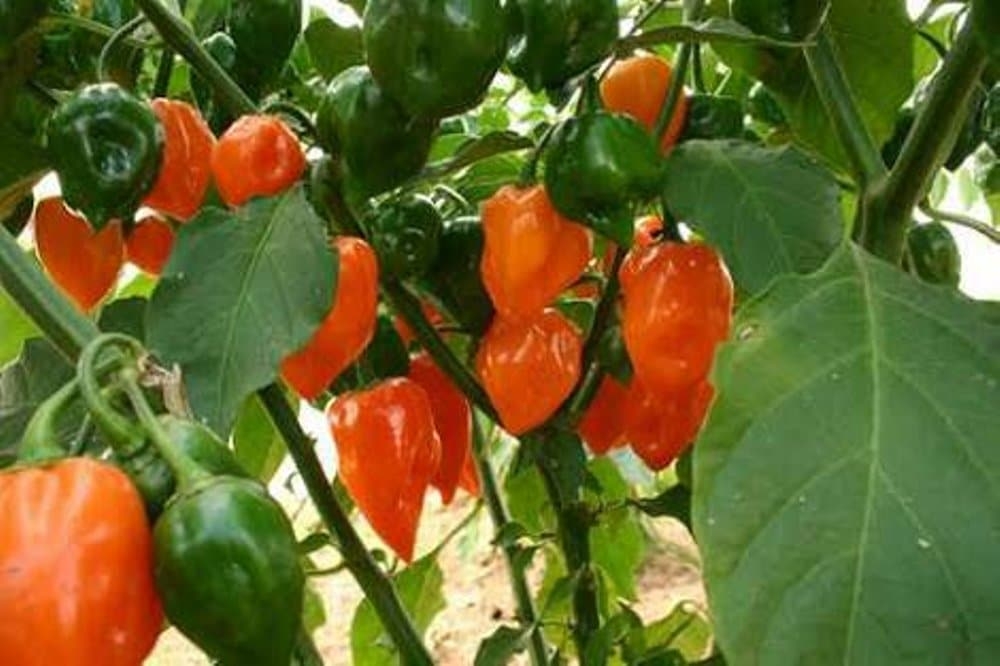 How to Make a Fortune Growing Habanero Pepper Hort Zone
